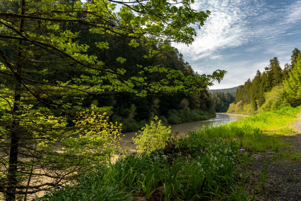 The Eel River surrounded by a dense green forest on a sunny day in California USA